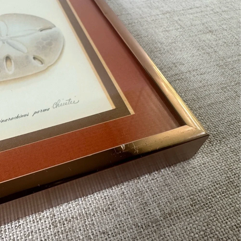 Vintage Framed Sand Dollar Signed Numbered Print Echinarachnius Parma Coastal